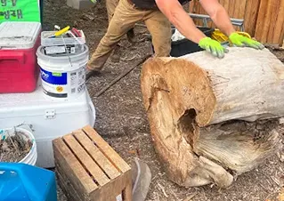 Stump and Tree Property Cleanout Services in Arvada, Colorado